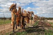 Erlegte Füchse auf einem Zaun im australischen Outback