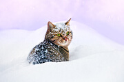 Kätzchen im Schnee
