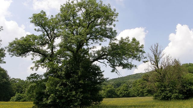 Eschen gehören zu den charakteristischen Bäumen von Mischwäldern auf feuchten Böden. Das Eschensterben bedroht nun ihren Fortbestand in Mitteleuropa.