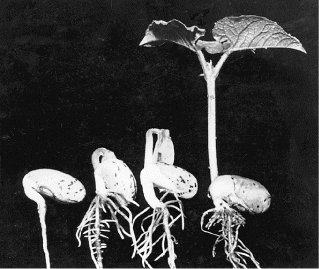 Keimung Lexikon der Biologie