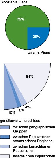 Genetische Unterschiede zwischen Individuen und Populationen.