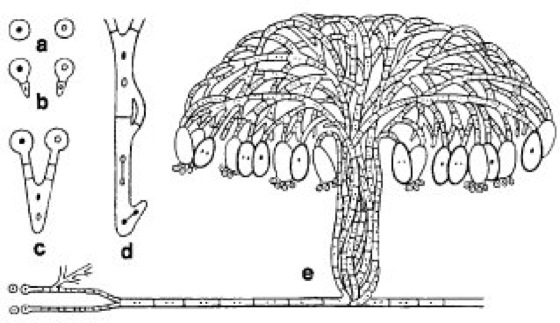 Champignon Vermehrung Oleander