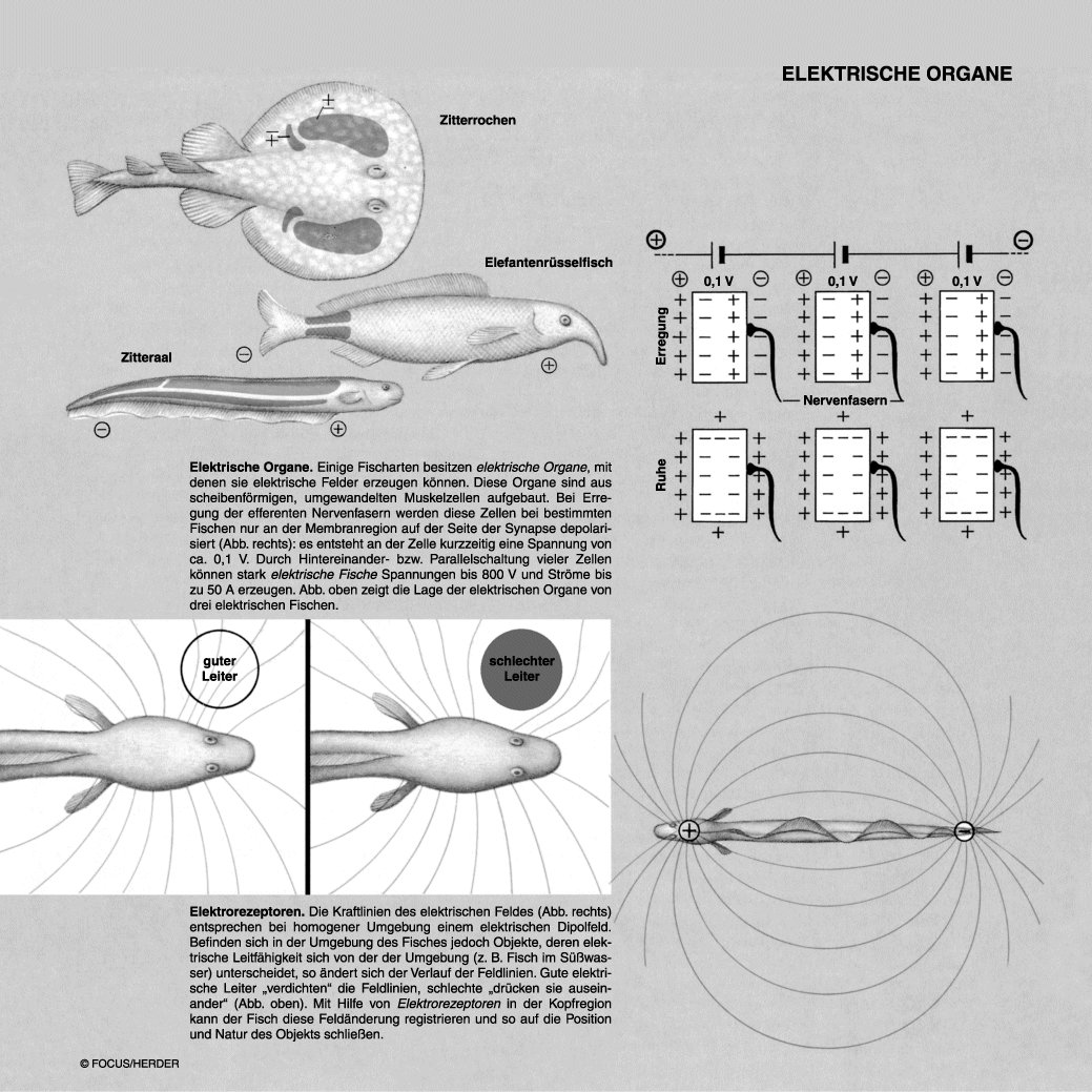 > Lexikon der Biologie > Farbtafel elektrische Organe