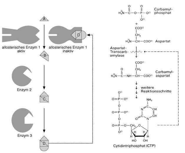 Allosterie Lexikon der Biologie