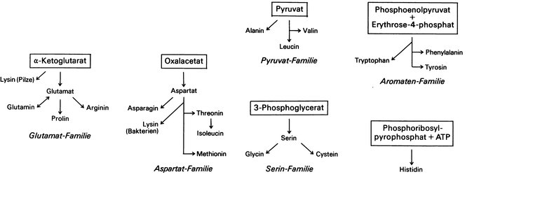 Aminosäuren Lexikon der Biologie