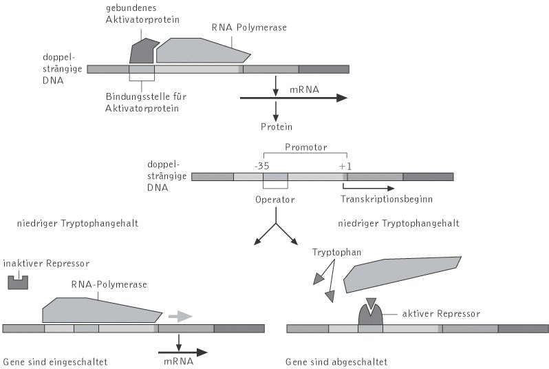 Genregulation Kompaktlexikon der Biologie