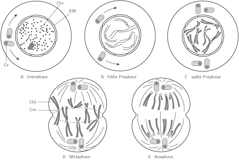 > Kompaktlexikon der Biologie > Mitose Abbildung I