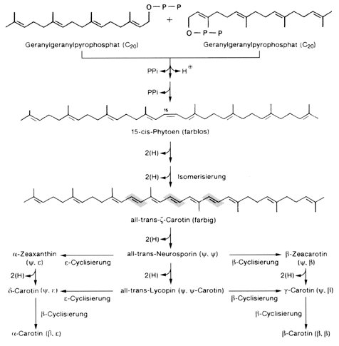 > Kompaktlexikon der Biologie > Carotinoide