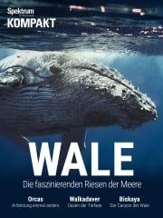 Cover Spektrum Kompakt:  Wale – Die faszinierenden Riesen der Meere