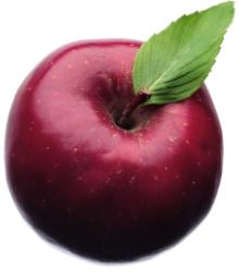 Inspirierte Fallobst zur Gravitationsforschung?