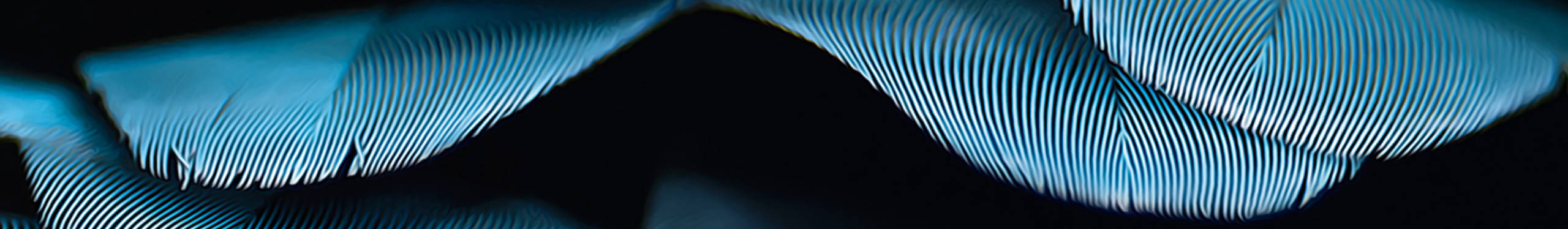 Nahaufnahme von blauen Federn mit feinen, parallelen Linien, die sanft geschwungen sind. Die Federn heben sich vor einem dunklen Hintergrund ab und zeigen ein Muster aus Licht und Schatten.