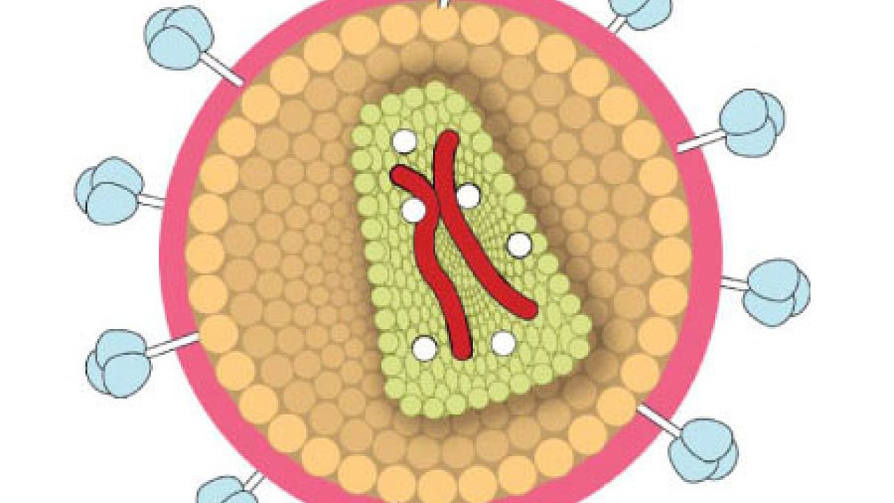 Virologie Unerwartete Wege Von Rna Viren Spektrum Der Wissenschaft