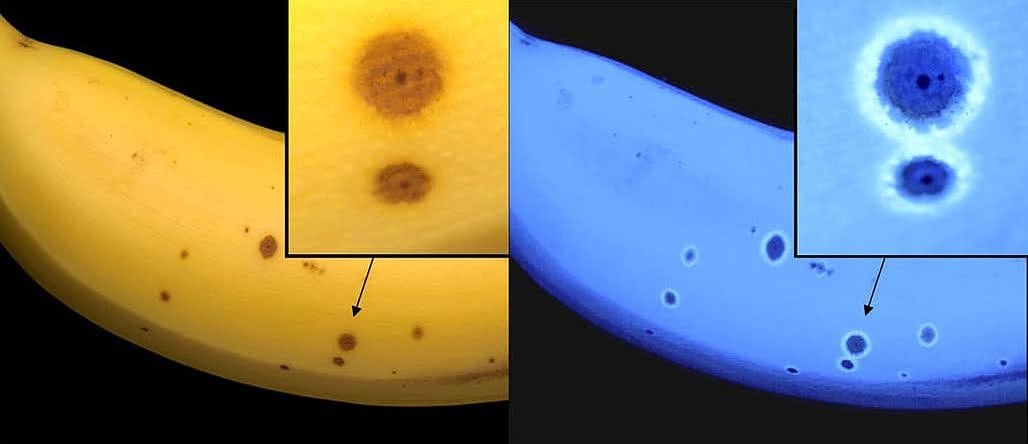 Die blaue Banane - Spektrum der Wissenschaft