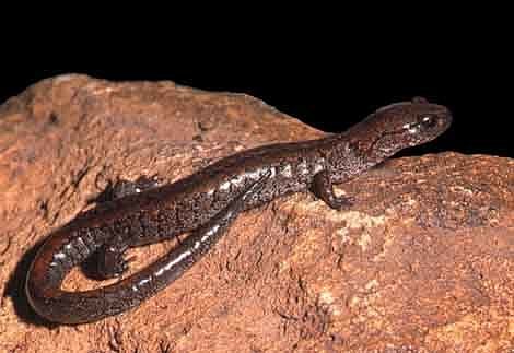 Herpetologie Erster lungenloser Salamander Asiens entdeckt Spektrum