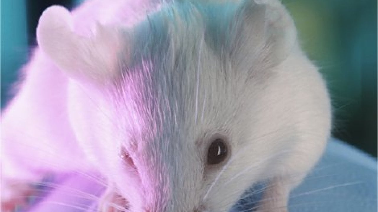 Gentherapie Eingeschleustes Gen Kuriert Farbenblindheit Bei Mausen Spektrum Der Wissenschaft