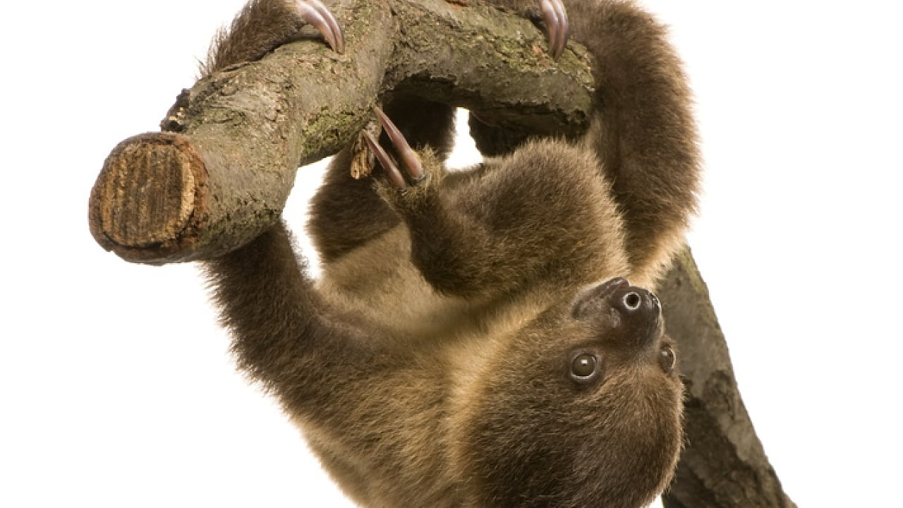 Mutualismus Das Faultier Die Motte Und Die Alge Spektrum Der Wissenschaft