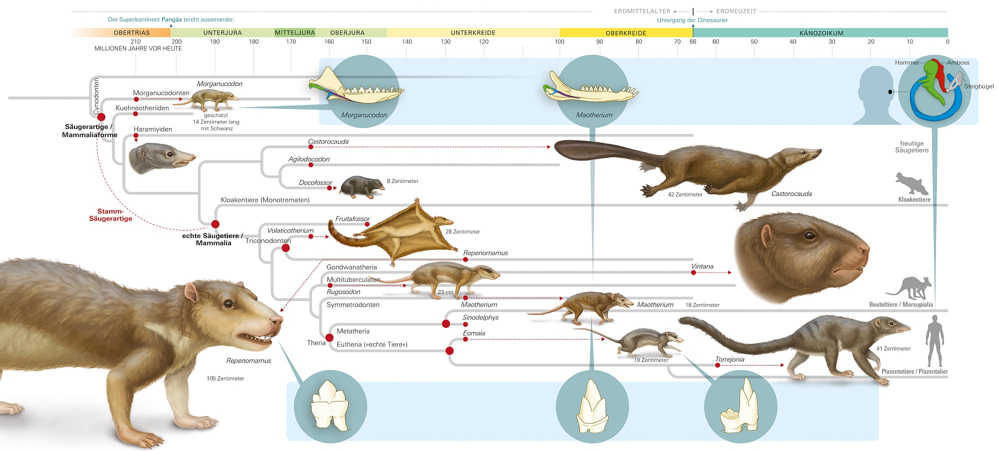 Ungeahnte Vielfalt Der Fruhen Saugetiere Zur Zeit Der Dinosaurier Spektrum Der Wissenschaft