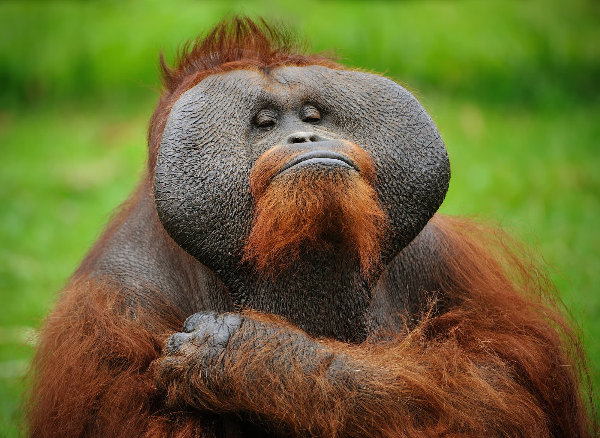 Erstaunliche Primaten 10 Wahrheiten ber Orang Utans 