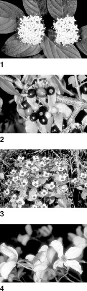 Hartriegelgewachse Lexikon Der Biologie