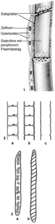 Tracheiden Nadelbaum
