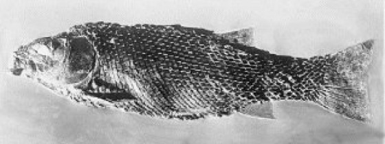 Lepidotus Lexikon der Biologie