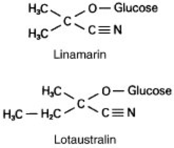 Linamarin Lexikon der Biologie