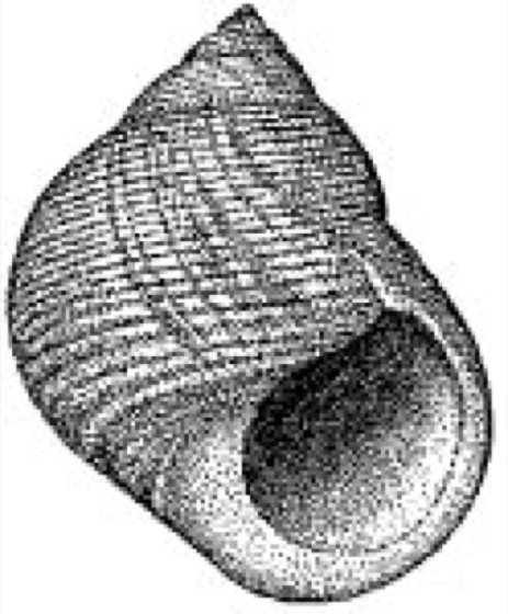 Littorina Lexikon der Biologie