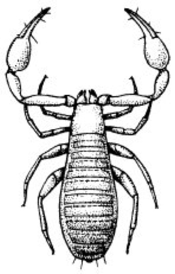 Neobisium Lexikon der Biologie
