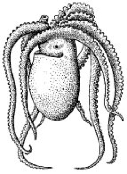 Ocythoe Lexikon der Biologie