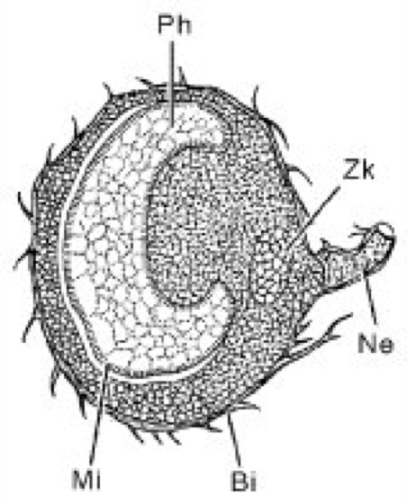 Phaosom Lexikon der Biologie