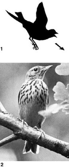 Pieper Lexikon der Biologie