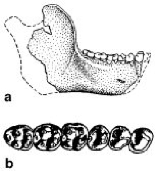 Propliopithecus Lexikon der Biologie