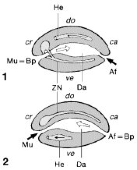 Protostomier Lexikon der Biologie