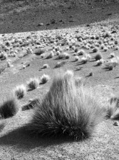 Puna Lexikon der Biologie