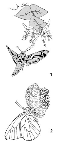 Schmetterlingsblutigkeit Lexikon Der Biologie