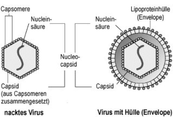 Viren Lexikon Der Biologie