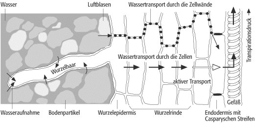 20 Stück Anzuchtblöcke Für Stecklinge - Selbstauflösend Für Sukkulenten & Gemüse