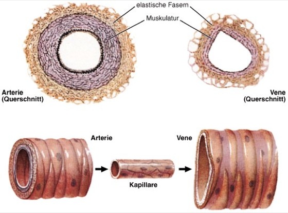 Blutgefasse Lexikon Der Biologie