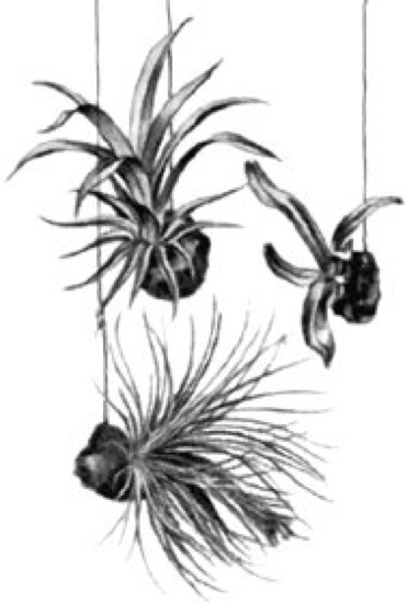 Bromelien-Arten mit Bildern: Entdecke die Welt der Bromelien durch Zeichnen!