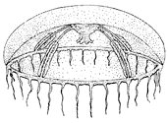 Campanulariidae Lexikon der Biologie