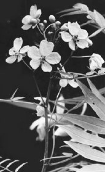 Cassia Lexikon der Biologie