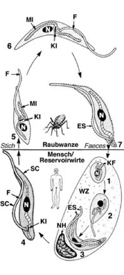 Chagas-Krankheit - Lexikon der Biologie