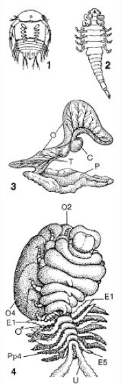 Epicaridea Lexikon der Biologie