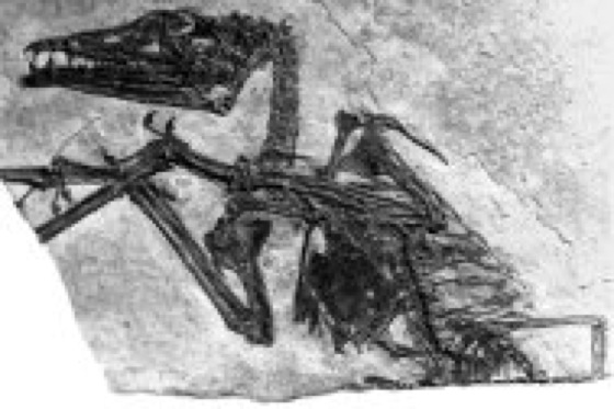 Eudimorphodon Lexikon der Biologie