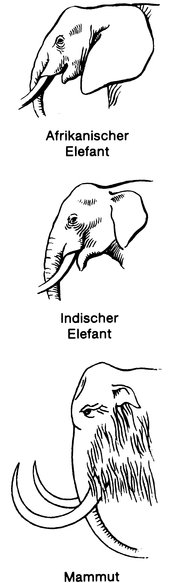 Allensche Proportionsregel