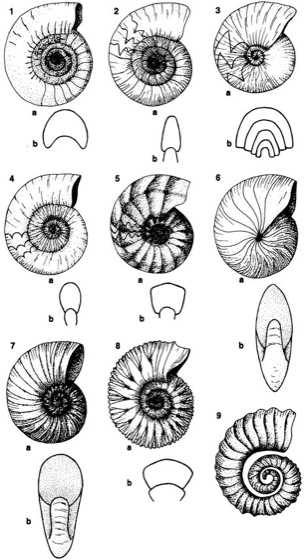 Ammonoidea Lexikon der Biologie