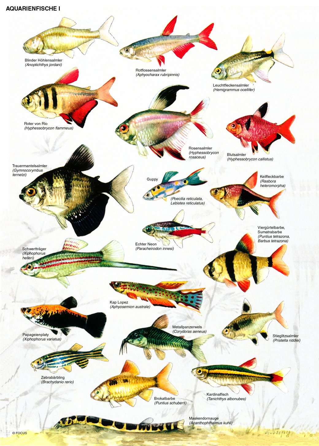 > Lexikon der Biologie > Farbtafel Aquarienfische I