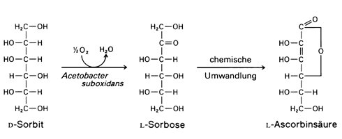 Ascorbinsure - Lexikon der Biologie