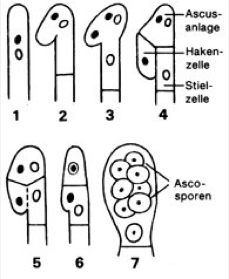 Ascus Lexikon der Biologie