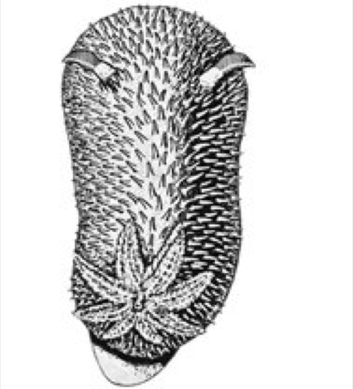 Acanthodoris Lexikon der Biologie